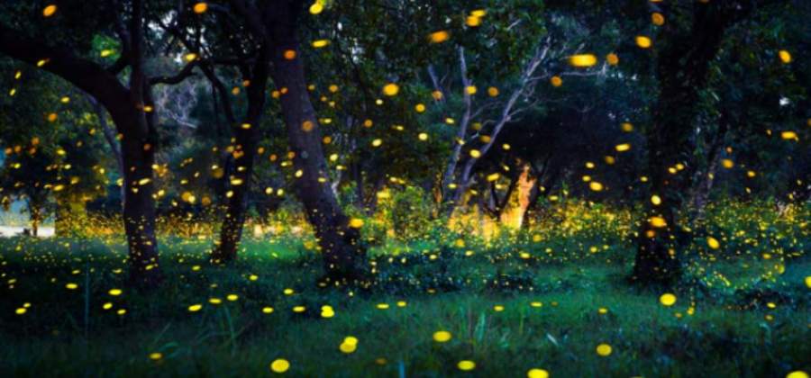 How Do Fireflies Inspire a Cheaper and More Efficient LED Design?